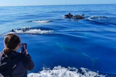Small Group Dolphin and Wildlife Watching Tour in Faro - Why you go out in the morning for dolphins
