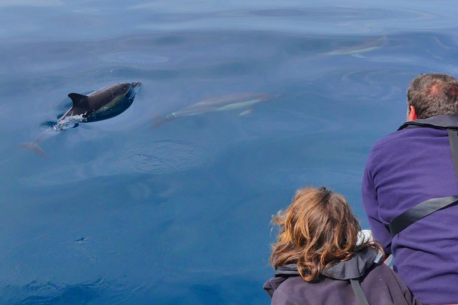 Small Group Dolphin and Wildlife Watching Tour in Faro - What wildlife you can realistically expect off Faro