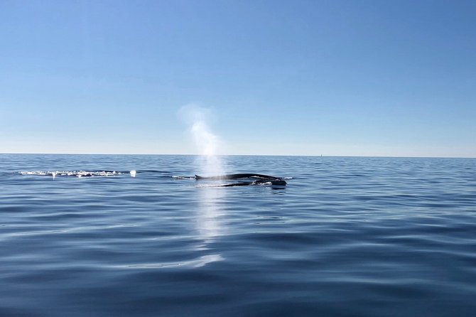 Small Group Dolphin and Wildlife Watching Tour in Faro - How the itinerary feels minute-to-minute (without wasting your time)