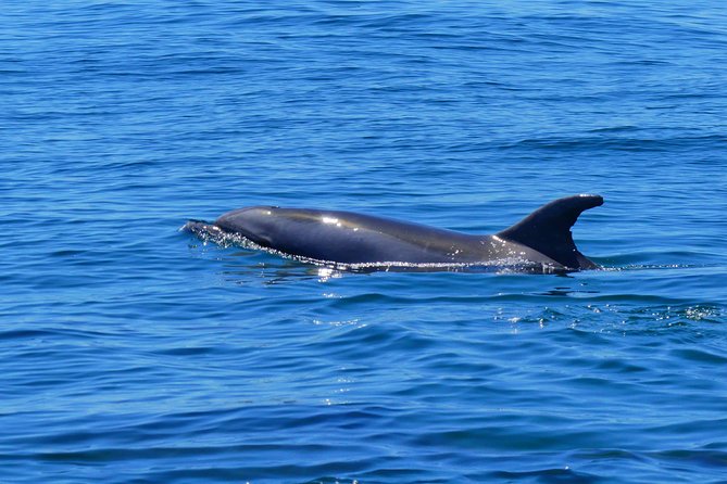 Small Group Dolphin and Wildlife Watching Tour in Faro - Price and value: what $66.51 buys in Faro
