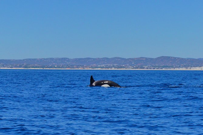 Small Group Dolphin and Wildlife Watching Tour in Faro - Who this tour is for (and who should pick something else)