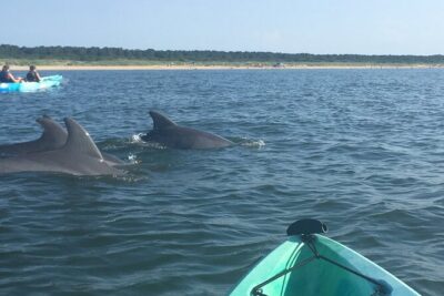 Small Group Dolphin Kayak Eco-Tour - Sit-on-top kayaks: easy to learn, still a real workout