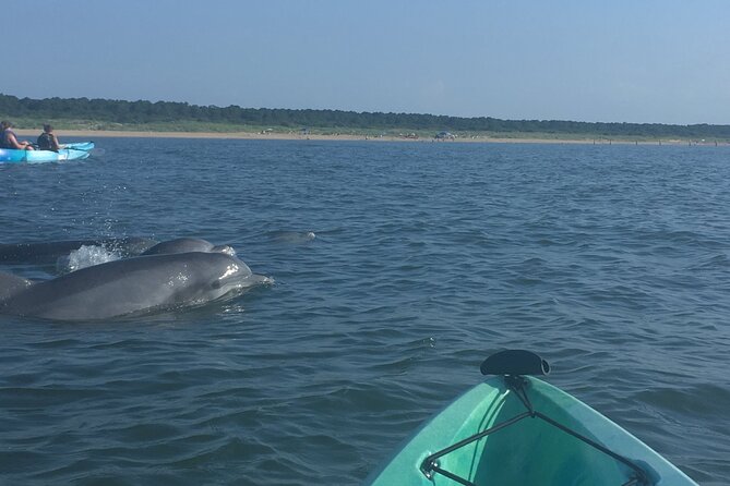Small Group Dolphin Kayak Eco-Tour - Price and value: getting dolphin time without the big-tour feel