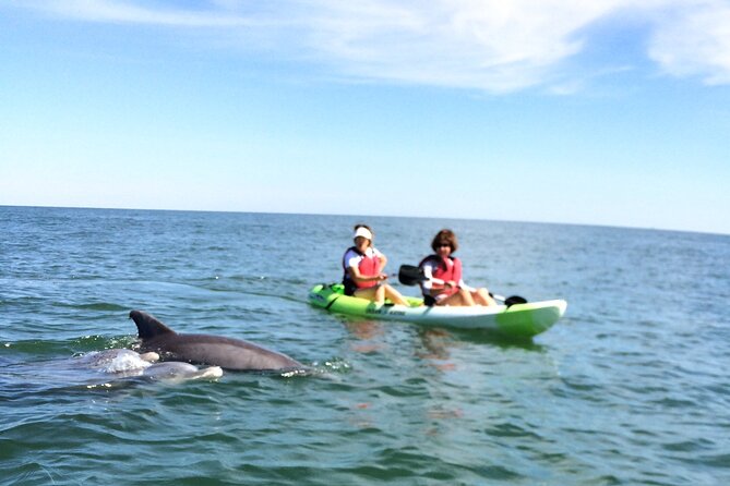 Small Group Dolphin Kayak Eco-Tour - Who this is perfect for (and who might want a different plan)