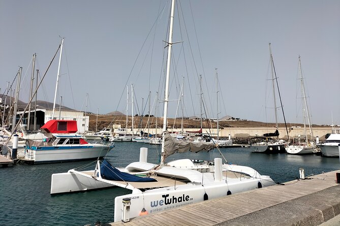 Small Group Dolphin Sunset Tour on Electric Catamaran Lanzarote - Price and Value for a 2.5-Hour Electric Sunset Tour