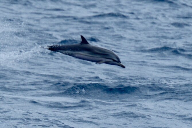 Small Group Dolphin Sunset Tour on Electric Sailing Boat Denia - What’s included on the electric boat (and how to plan your day)
