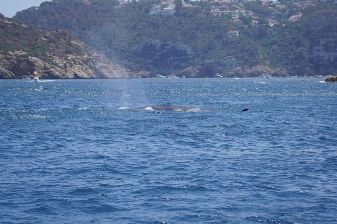 Small Group Dolphin Sunset Tour on Electric Sailing Boat Denia - Duration, group size, and the pace you should expect
