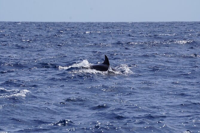 Small Group Dolphin Sunset Tour on Electric Sailing Boat Denia - Price and value: is $90.31 worth 2.5 hours?