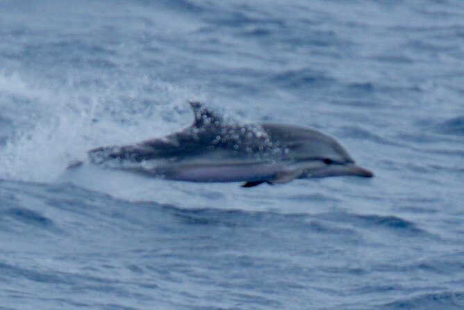 Small Group Dolphin Sunset Tour on Electric Sailing Boat Denia - Weather matters: when the sunset plan can change
