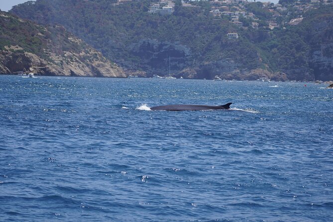Small Group Dolphin Sunset Tour on Electric Sailing Boat Denia - The guide matters: Raoul’s onboard explanations
