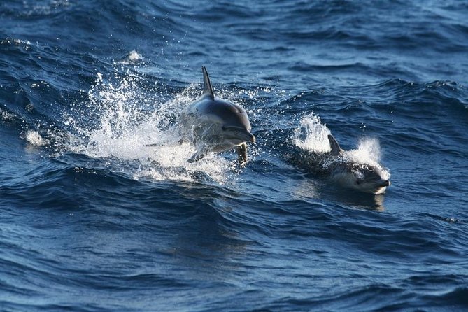 Small Group Port Stephens + Dolphins + 4WD/sandboarding ex Sydney - Dolphin and whale watch in Nelson Bay: the point of no return