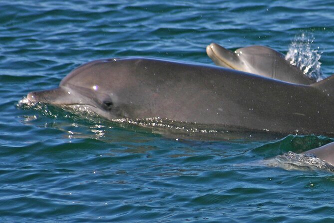 Small Group Port Stephens + Dolphins + 4WD/sandboarding ex Sydney - Anna Bay and Stockton Bight dunes: 4WD transfer plus sandboarding coaching