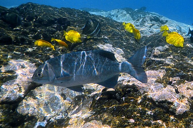 Small-Group Snorkel at Kealakekua Bay in Captain Cook, Big Island - Price and value: what $109 includes (and what it doesn’t)