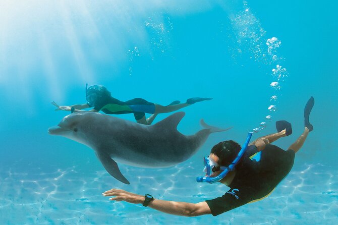 Snorkel at The Dolphin House Adventure In Hurghada - Key things I’d plan around