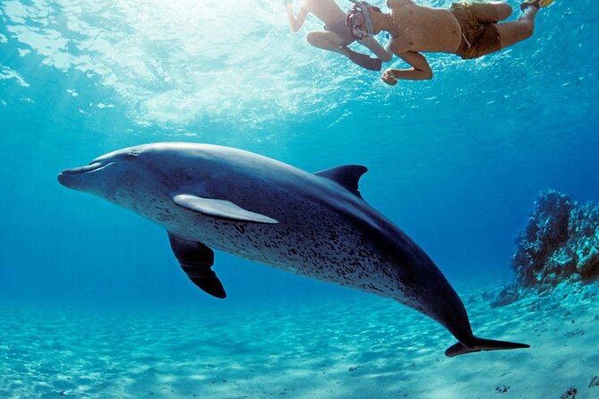 Snorkel at The Dolphin House Adventure In Hurghada - Snorkeling gear included: how to use your time well