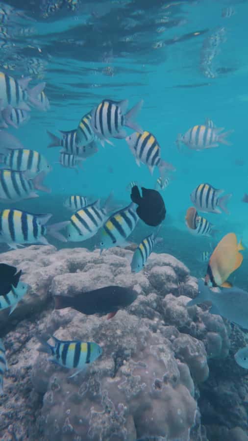 Snorkel Mnemba’s Reefs & Swim with Dolphins Adventure - Snorkeling Mnemba Atoll: why this reef trip feels different