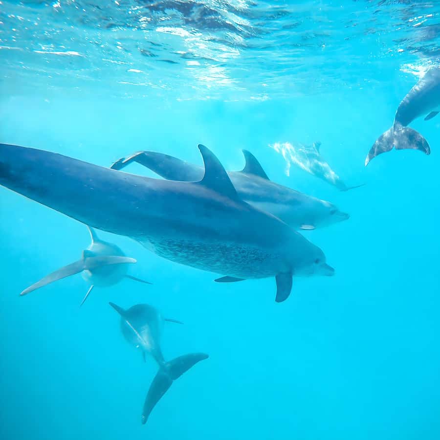 Snorkel Mnemba’s Reefs & Swim with Dolphins Adventure - On the water: what the guide does (and why it helps)