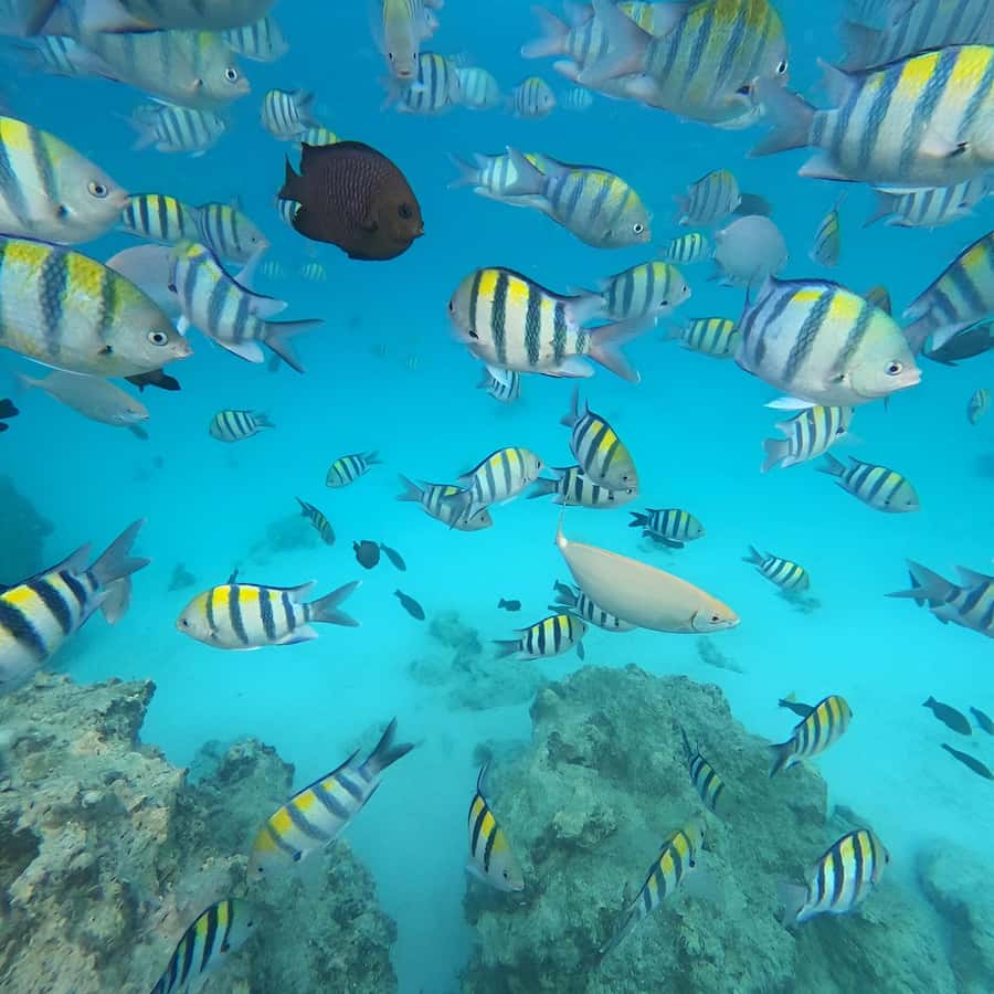 Snorkel Mnemba’s Reefs & Swim with Dolphins Adventure - The boat ride along Zanzibar’s northeast coast
