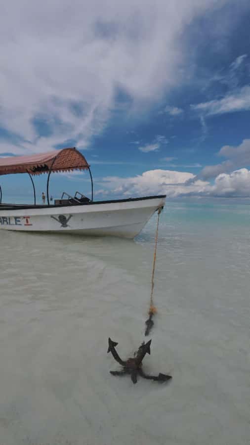 Snorkel Mnemba’s Reefs & Swim with Dolphins Adventure - Dolphins: chance, not contract