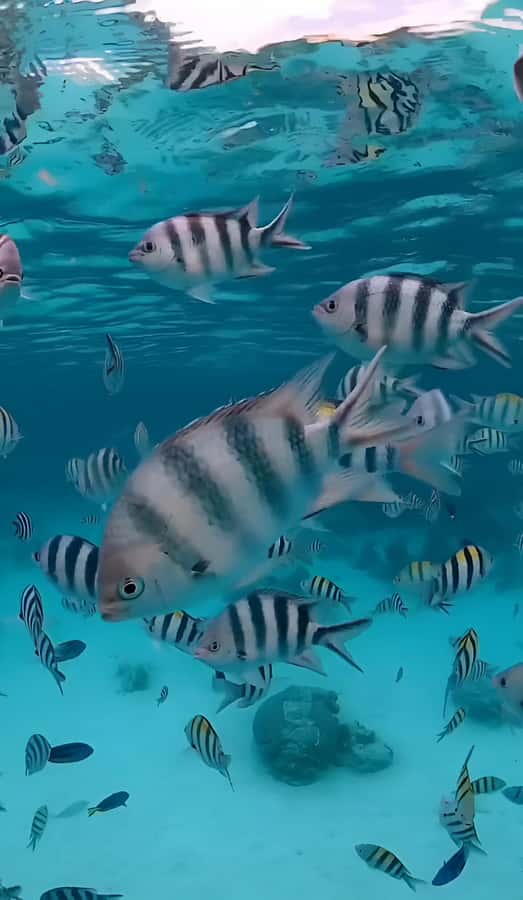Snorkel Mnemba’s Reefs & Swim with Dolphins Adventure - Price and value: is $40 reasonable here?