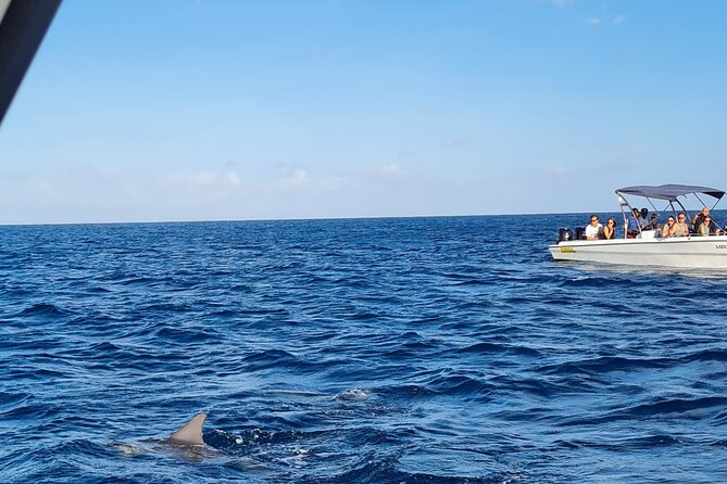 Snorkel with Dolphins, Lunch on Benitiers island, Speedboat - The value of a $64.79 day trip that stays active