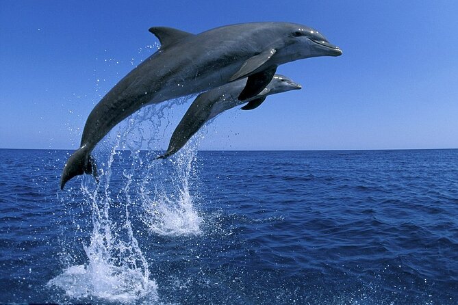 Snorkel with Dolphins, Lunch on Benitiers island, Speedboat - The UNESCO-linked historical stretch and mountain views
