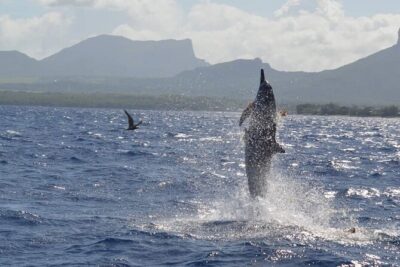 Snorkel with Dolphins, Lunch on Benitiers island, Speedboat - Morning setup: Tamarin Bay and why 7:30 am matters