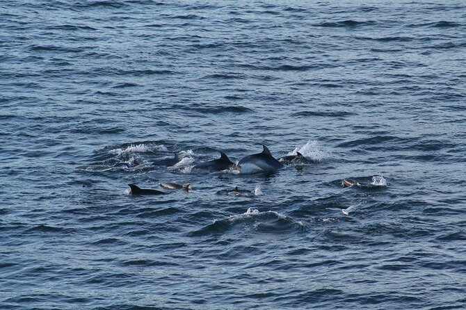 Snorkel with Dolphins, Lunch on Benitiers island, Speedboat - Speedboat realities: fast water, real safety, and what to wear