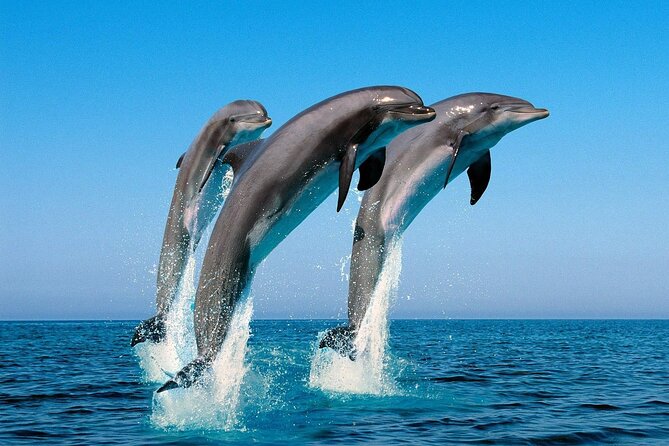 Snorkel with Dolphins, Lunch on Benitiers island, Speedboat - Who this tour fits best (and who might want an alternative)