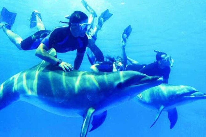 Snorkeling Adventure at Dolphin House Reef & Transfers-Marsa Alam - Key Highlights