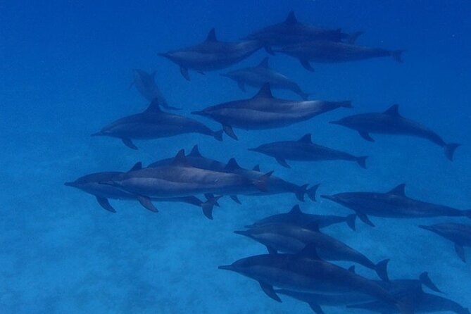 Snorkeling Adventure at Dolphin House Reef & Transfers-Marsa Alam - Price and Logistics: Transfers, Boat Time, and What You Pay On Top