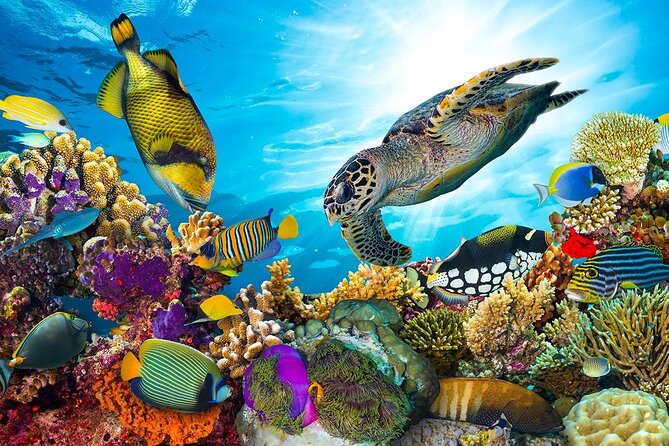 Snorkeling Adventure at Dolphin House Reef & Transfers-Marsa Alam - Snorkeling Stop at Dolphin House Reef: The Main Event