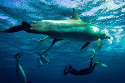 Snorkeling Adventure at Dolphin House Reef & Transfers-Marsa Alam - Getting to Hamata Marina and Out to the Red Sea