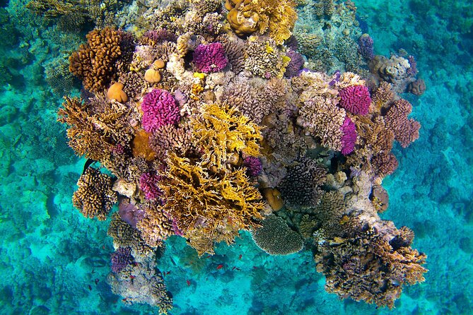 Snorkeling Adventure at Dolphin House Reef & Transfers-Marsa Alam - Lunch on Board and Unlimited Drinks: Why the Midday Break Helps