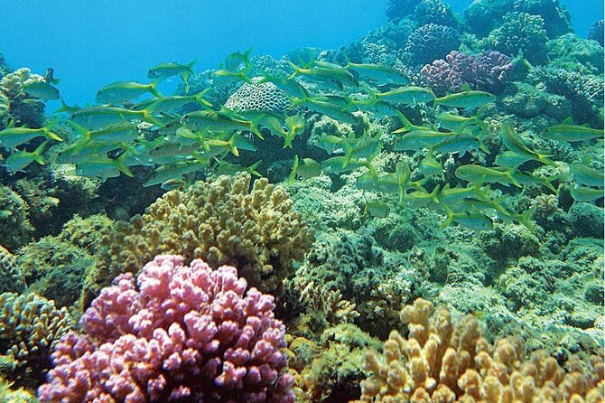 Snorkeling Adventure at Dolphin House Reef & Transfers-Marsa Alam - Caves, Tunnels, and Coral Gardens: What to Look For on Later Stops