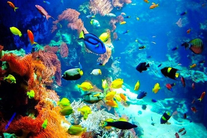 Snorkeling Adventure at Dolphin House Reef & Transfers-Marsa Alam - Equipment, Life Jackets, and How to Get the Most From Each Snorkel Time