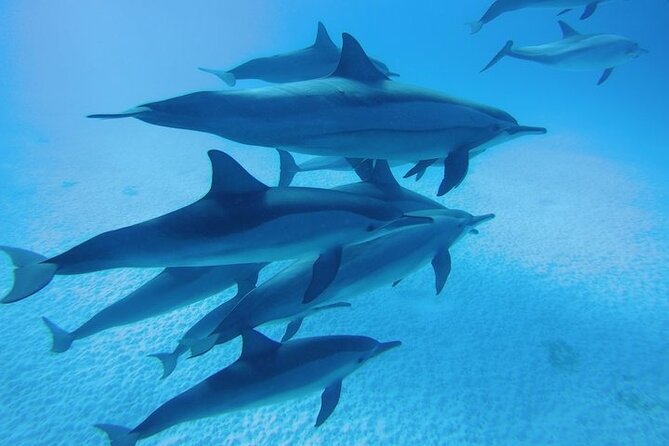 Snorkeling Adventure at Dolphin House Reef & Transfers-Marsa Alam - The Dolphin-Sighting Reality Check (So You Enjoy the Day Either Way)