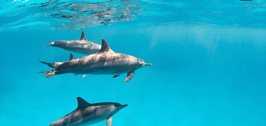 Snorkeling and swimming with dolphins in mnemba island - Key things to know before you go