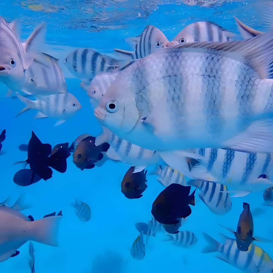 Snorkeling and swimming with dolphins in mnemba island - Why Mnemba Island feels like Zanzibar’s best water playground