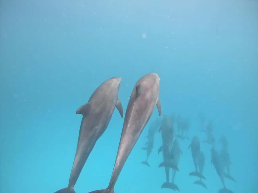 Snorkeling and swimming with dolphins in mnemba island - Mnemba Atoll time: photo stop, guided snorkeling, and dolphin searching