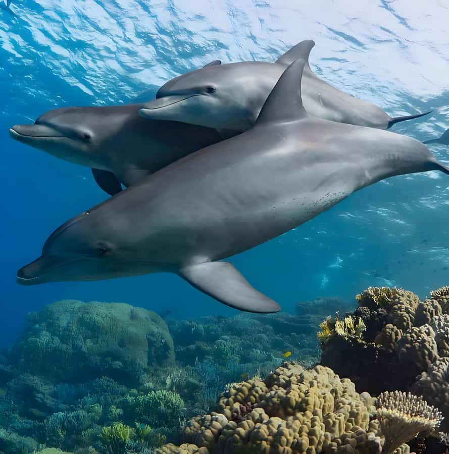Snorkeling and swimming with dolphins in mnemba island - Getting to Muyuni Beach or Mama Mia Restaurant: pickup reality