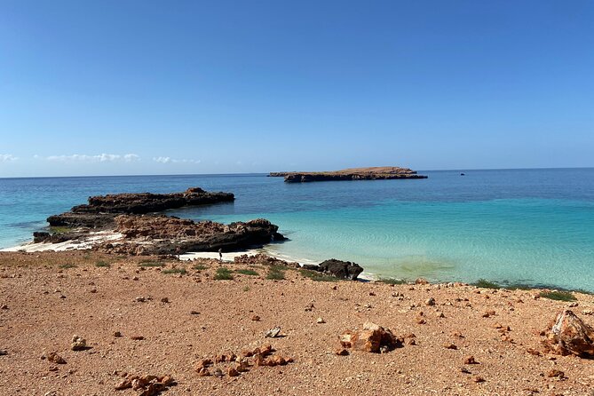 Snorkeling at Dimaniyat Islands and Dolphin Watching - The marine-life game plan: dolphins, turtles, and whale sharks