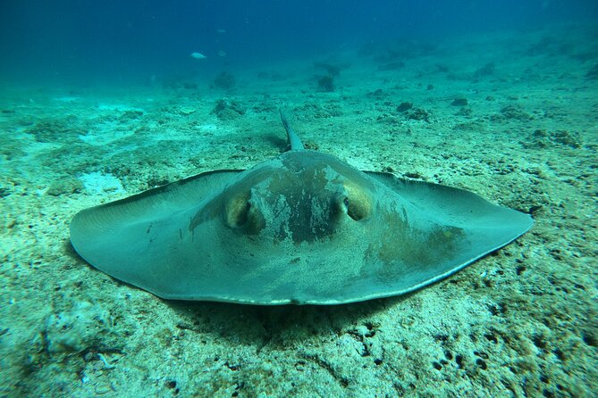 Snorkeling at Dimaniyat Islands and Dolphin Watching - Ad Dimaniyat Islands: coral reefs and the reserve’s best snorkeling stop