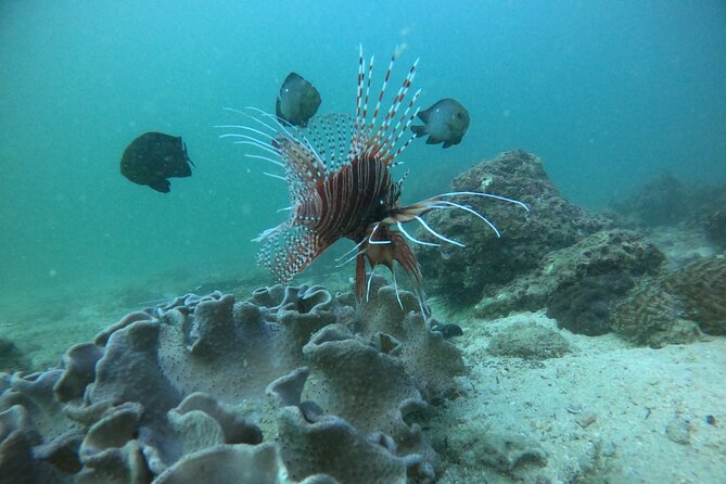Snorkeling at Dimaniyat Islands and Dolphin Watching - Who this tour fits best (and who might be disappointed)