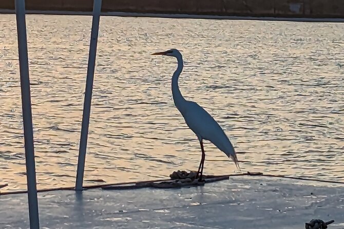 Snorkeling, Dolphin and Wildlife Sightings at St. Andrews Bay - Wildlife beyond dolphins: birds, deer, and ocean life sightings