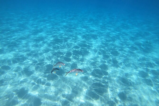 Snorkeling Experience to discover the dolphin inside you! - Gear setup and the comfort level: wetsuit, mask, snorkel, fins