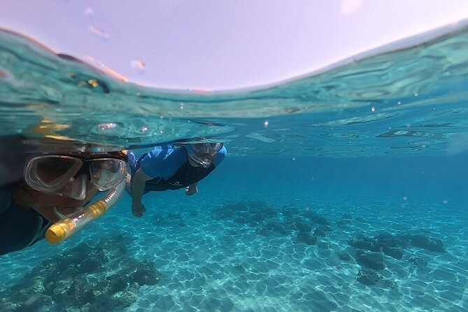 Snorkeling Experience to discover the dolphin inside you! - Fish and plant identification: what happens back on the beach