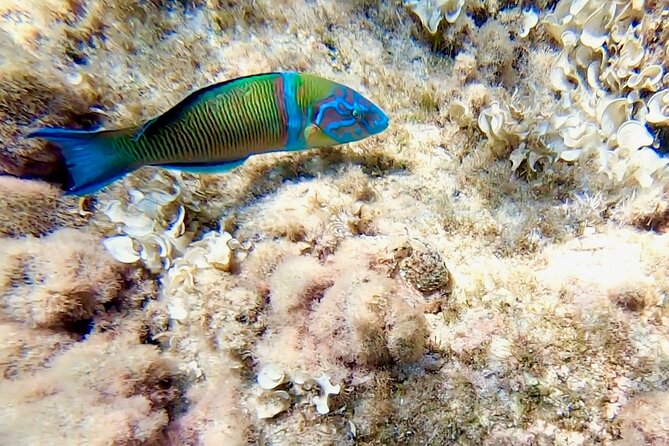 Snorkeling Experience to discover the dolphin inside you! - Guide support you’ll actually appreciate (Cinzia and French help)