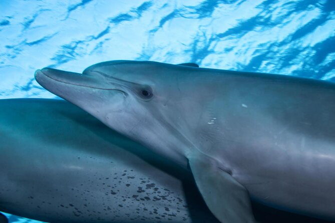 Snorkeling with Dolphins at Dolphin House Boat Trip in Hurghada - Hurghada Dolphin House: why this format works