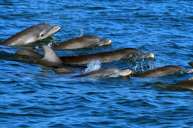 Snorkeling with Dolphins at Dolphin House Boat Trip in Hurghada - Getting to the marina: pickup, start time, and the “wait factor”